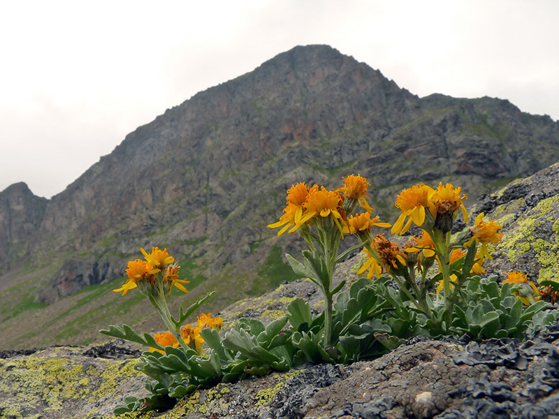 Senecio sp.